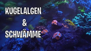 Kugelalgen und Schwämme im Shallow Reef [upl. by Eseilanna]