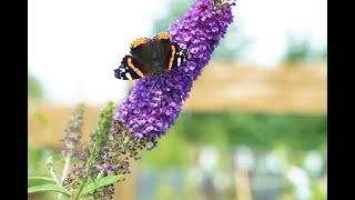 February Gardening  How To Prune Your Butterfly Bush Buddleia [upl. by Portia]