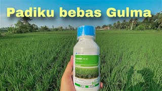 Mematikan rumput gulma pada tanaman padi menggunakan herbisida loyant 25ec obat rumput selektif padi [upl. by Kara-Lynn]