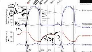 Cardiac Cycle Broken Down [upl. by Atirak672]