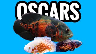 Oscar Cichlid Care  What You Need to Know [upl. by Giff]