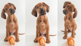 Rhodesian Ridgeback Puppy Training [upl. by Alpert124]