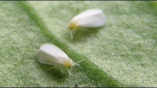 How To Build A Simple White Fly Trap And Identify White Flies [upl. by Eserahs]