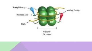 Histone Modification The What How and Why [upl. by Gwyneth]