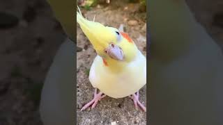 Tem Cockatiel bird petlover birds cockatil পাখি cockatielbird ককাটেল পাখি লুটিনোককাটেল [upl. by Niveek]