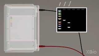 Virtual Lab Simulation Agarose Gel Electrophoresis [upl. by Anohs]