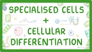 GCSE Biology  Differentiation and Specialised Cells 10 [upl. by Creighton864]