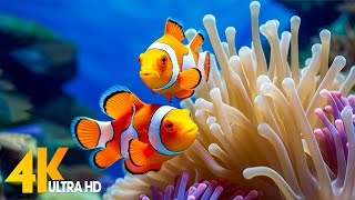 Aquarium 4K VIDEO ULTRA HD 🐠 Beautiful Coral Reef Fish  Relaxing Sleep Meditation Music [upl. by Lenz]