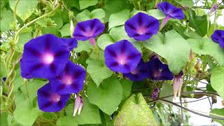 Growing Morning Glories In Scotland End Of Summer Update [upl. by Hahsia129]