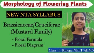 Ch5 NEW PLANT FAMILIES  BrassicaceaeCruciferae New NTA syllabus  Class 11 Biology  NEET 2024 [upl. by Lertsek]