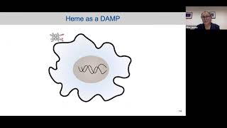 Elisa Jentho Trained innate immunity longlasting epigenetic modulation and skewed myelopoiesis [upl. by Langan]