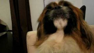 Hercules the Pekingese Dog Who Howls [upl. by Gamages]