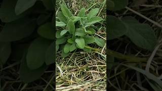 Orto PERENNE amp STAGIONALEgardengardeningagriculturenaturegrowfarmingfoodnaturalvegetable [upl. by Trenton]