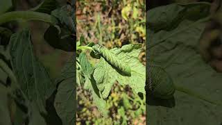 Tomato Hornworm VS Tobacco Hornworm gardening tomato hornworm [upl. by Sephira]