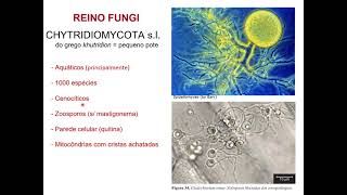 Aula quotDiversidade e evolução de fungosquot  Parte 6 Chytridiomycota [upl. by Assirrac433]