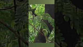 These Parrots now recognize and Trust Me  ❤️❤️shorts youtubeshorts [upl. by Enair11]