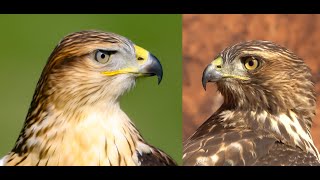 Falconry Ferruginous hawk VS Redtailed hawk [upl. by Geraldine]