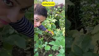 September Harvest  Sabhi baskets full ho gayi shorts [upl. by Aiuqal]