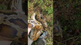 Catching A Big Burmese Python  Florida Everglades [upl. by Marya]