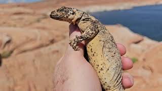 Wild Friends of George  Lake Powell 82523 [upl. by Yeloc]