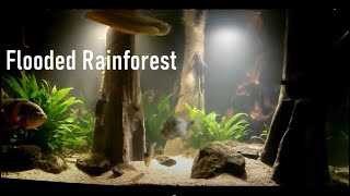 Flooded rainforest my 1700L aquarium with Arowana Oscar Myleus and Pleco [upl. by Suolhcin630]