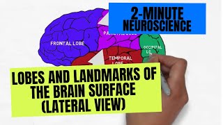 2Minute Neuroscience Lobes and Landmarks of the Brain Surface Lateral View [upl. by Strickler]