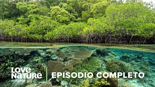 Los 4 LUGARES más IMPORTANTES para la VIDA 🍃 ⚠️ Puntos Críticos La Última Esperanza 🗾 Ep5 [upl. by Plusch]