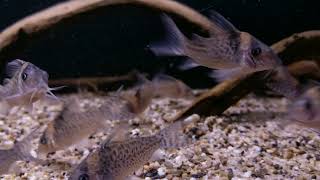 Corydoras delphax wild bij Aquarium Speciaalzaak Utaka [upl. by Jonme]