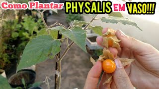 como plantar PHYSALIS fácil  início meio e fim [upl. by Airyt]