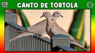 CANTO DE TORTOLA 🕊 [upl. by Bevon]