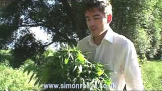 Marijuana growing wild by the roadside [upl. by Petronilla]