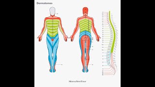 Dermatome Mapping [upl. by Monjo]