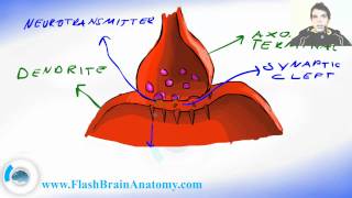 Synapse Axon and Dendrites  Nerve Signal Transport [upl. by Ulyram270]