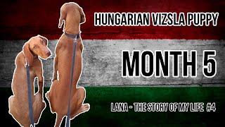 Hungarian Vizsla Puppy 4 Month 5 [upl. by Cataldo162]