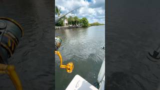 Giant snook lost urbanfloridafishing fishing saltwaterfishing snookfishing [upl. by Lezah420]