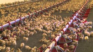 Tour a Willamette Egg Farms Organic Brooder House [upl. by Andri]