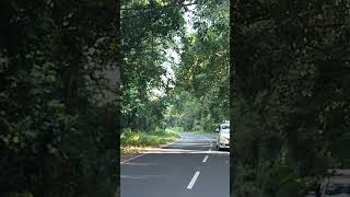 Elephant crossing Gorumara forest Dooars Dooars tour taxi [upl. by Reteip350]