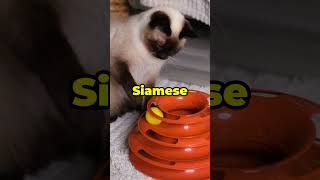 why Siamese Cats are so beloved and popular animalshorts animals facts cats [upl. by Roma]