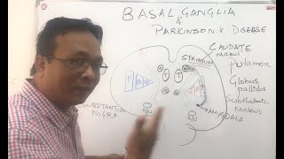 Basal gangliabasal nucleidirect and indirect pathway and Parkinsons disease [upl. by Flanigan]