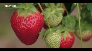 Strawberry pollination with Koppert bumblebees  NFFC [upl. by Costin827]