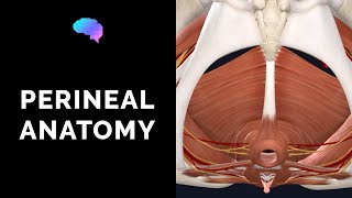 Anatomy of the Perineum 3D tutorial  UKMLA  CPSA [upl. by Hakceber]