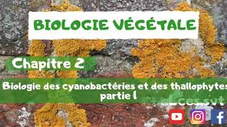 Biologie végétale  chapitre 2  Biologie des cyanobactéries et des thallophytes   Cyanobactéries [upl. by Eanerb462]