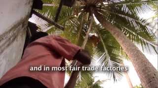 Dr Bronners Organic Fair Trade Coconut Oil From Sri Lanka [upl. by Day]