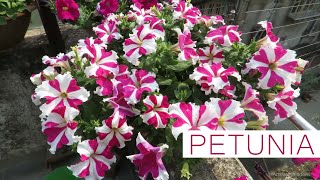 Petunia Flower  Petunia Plant Care  How to Grow Petunias Easily From Seed [upl. by Raffarty]