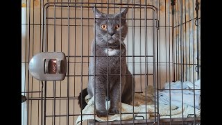 人懐っこくて可愛い猫（シャルトリュー） 家の色んな場所で過ごす様子を撮ってみた（Part5） [upl. by Nnyladnarb]