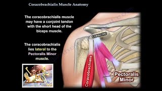 Coracobrachialis Muscle Anatomy  Everything You Need To Know  Dr Nabil Ebraheim [upl. by Vito373]