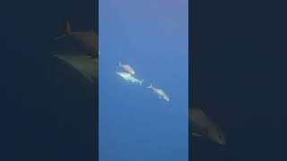 Shark approaches Hooked Amberjack off Anna Maria Island Florida underwater [upl. by Buckie]