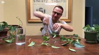 How to Make Pothos More Bushy and Full or any other plant [upl. by Avery]