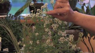 Flower Gardens  How to Grow Sweet Alyssum Lobularia Maritima [upl. by Maidel]