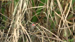 野鴝公鳥 鳴叫 20121129 Siberian Rubythroat sounding [upl. by Dlonyar]